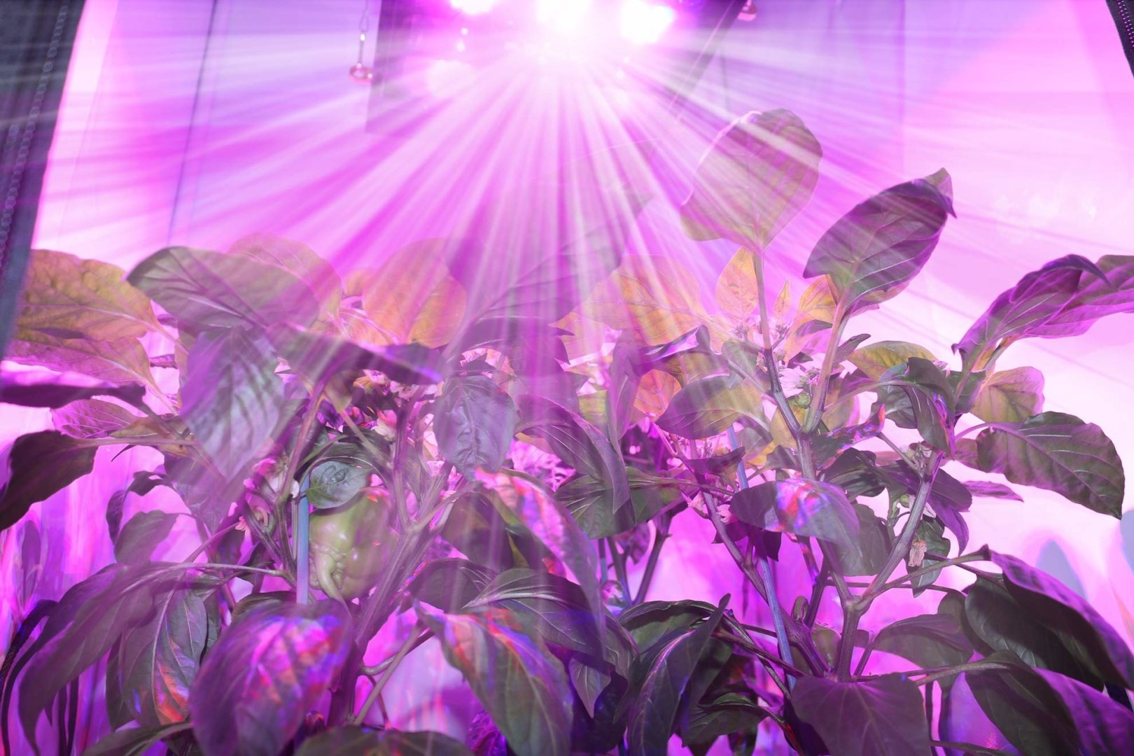 Lampe de croissance pour culture indoor - 225 LED horticoles